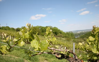 Ried Eichberg