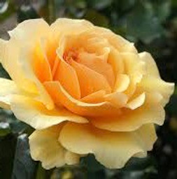 Riesling – Ried Paulinenberg – 2023