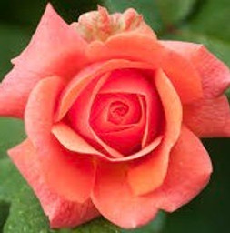 Gemischter Satz – Kirschleiten – 2023