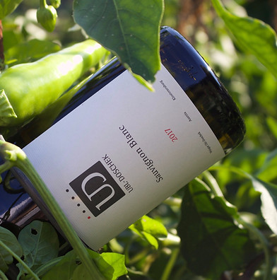 Sauvignon Blanc – 2024