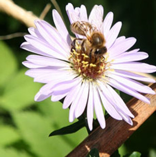 Gelber Muskateller – Alles Holler – 2024